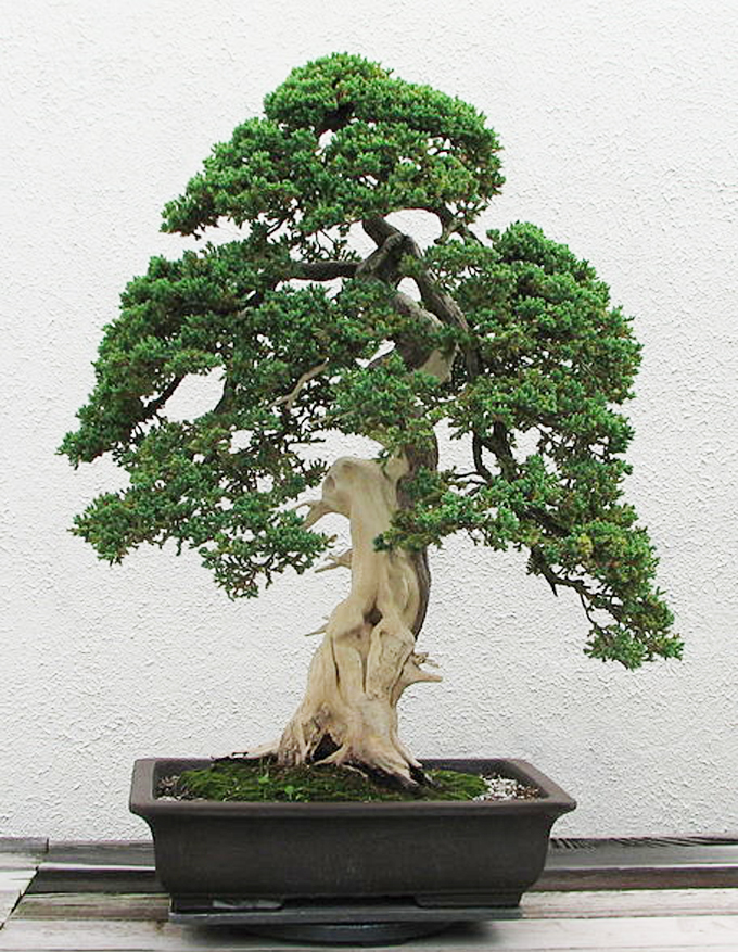 Wiki Bonsai Bonsai Bark