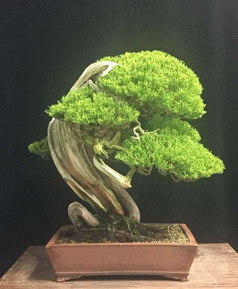 Bonsai Bark Promoting and Expanding the Bonsai Universe Page 9