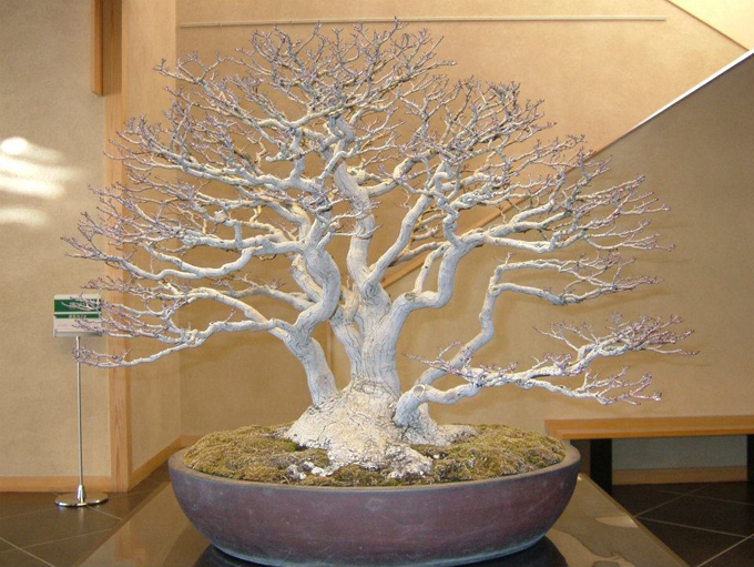 Explore the World of Bonsai, Humidity & Heat, Columbus Is Still in Ohio