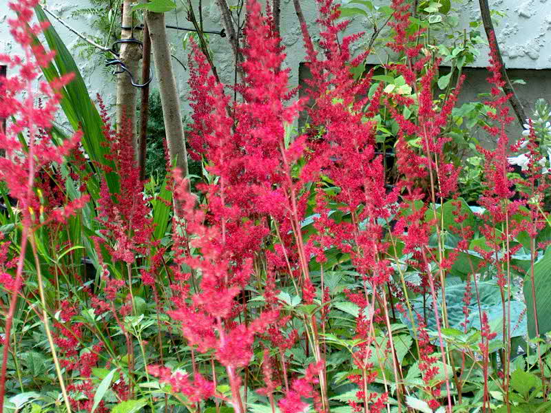 Flowers Land Red Astilbe