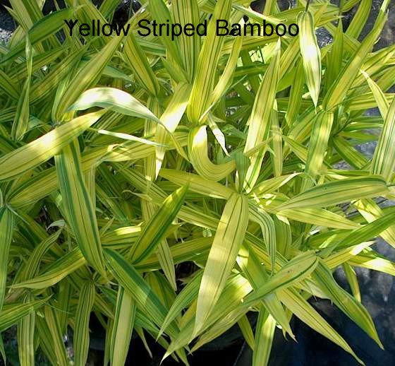 Bamboo /bamboovictoria.ca Peninsula Flowers Nursery