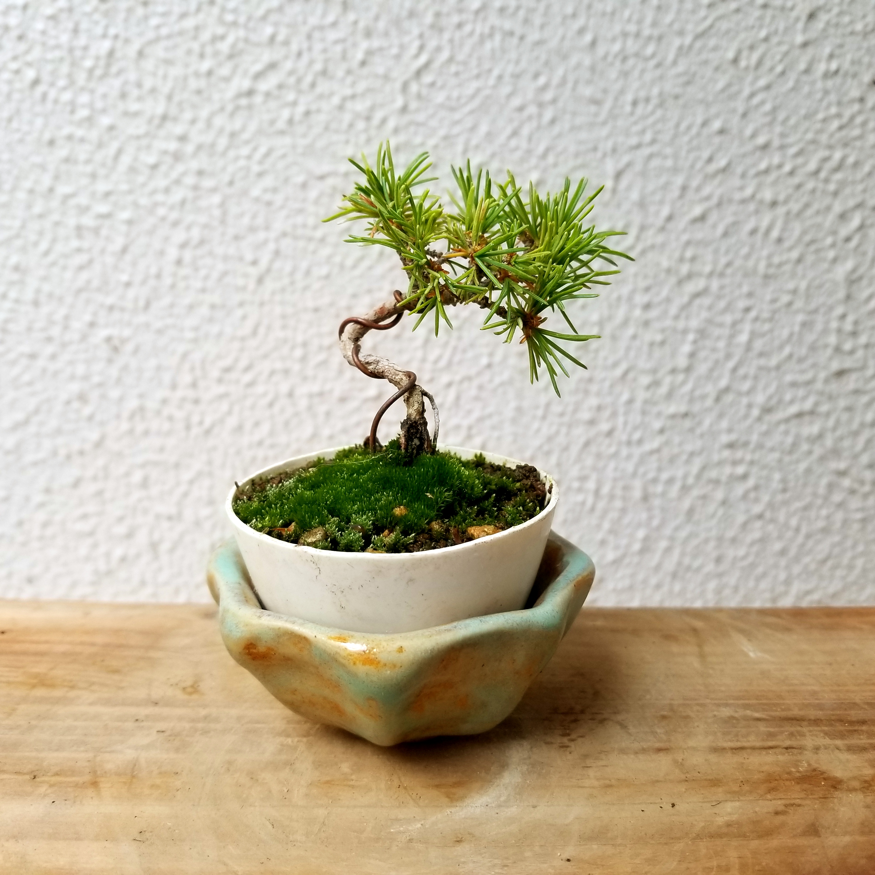 北海道の盆栽園に行ってきた 盆栽ぼっさ Bonsai Bossa
