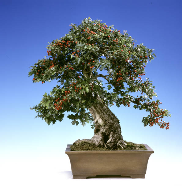 Crataegus. Bonsai Center Ginkgo