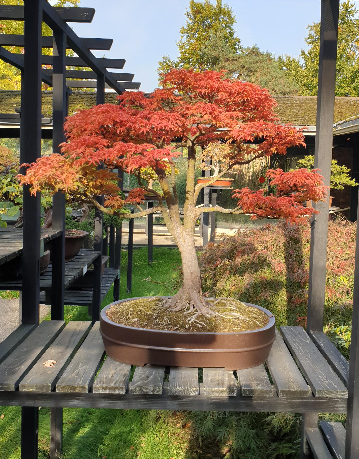 LE PARC FLORAL DE PARIS La première exposition permanente de bonsaï