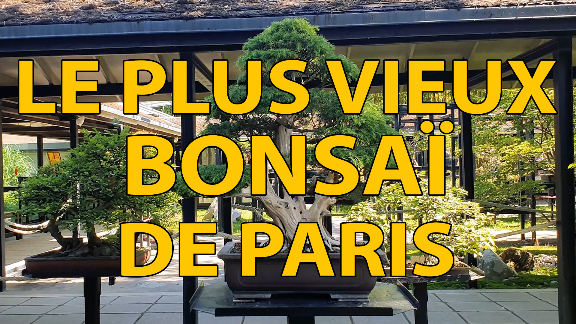 LE PLUS VIEUX BONSAI DE PARIS Bonsaï Culture