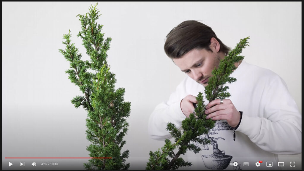 INSTANT BONSAÏ RELEAF Episode 4 Bonsaï Culture