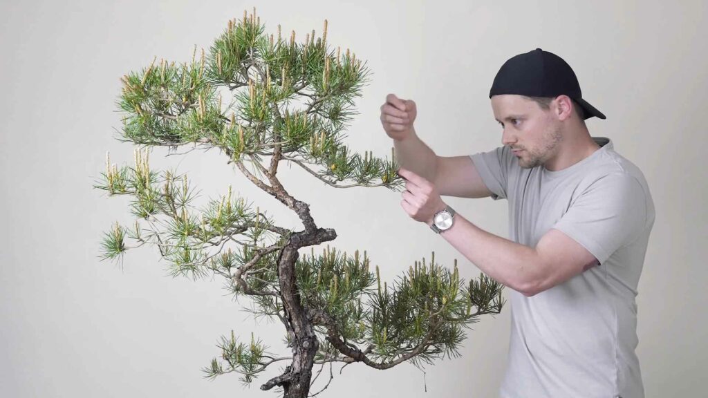 SCOTS PINE TRANSFORMATION Bonsaï Culture