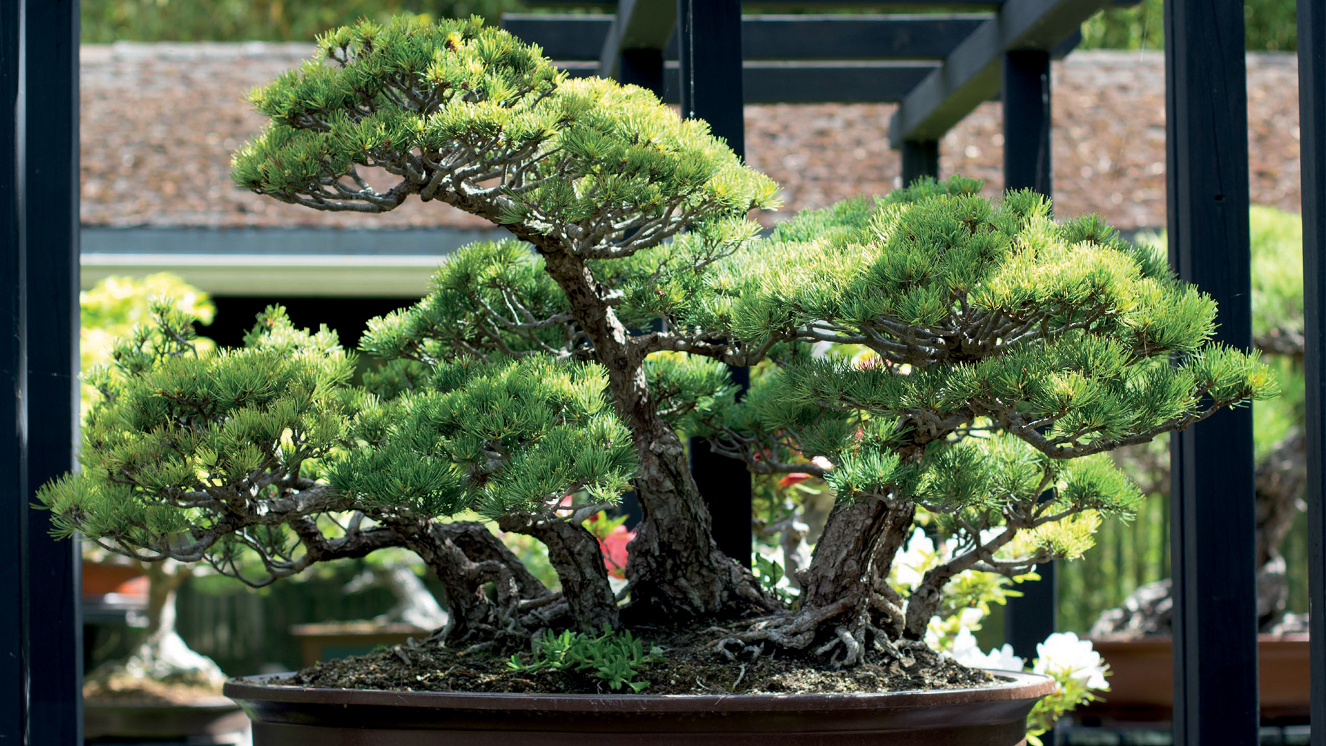 LES BONSAÏ DU PARC FLORAL DE PARIS ROUVERT ⛩👍🌲🌳😁 Bonsaï Culture