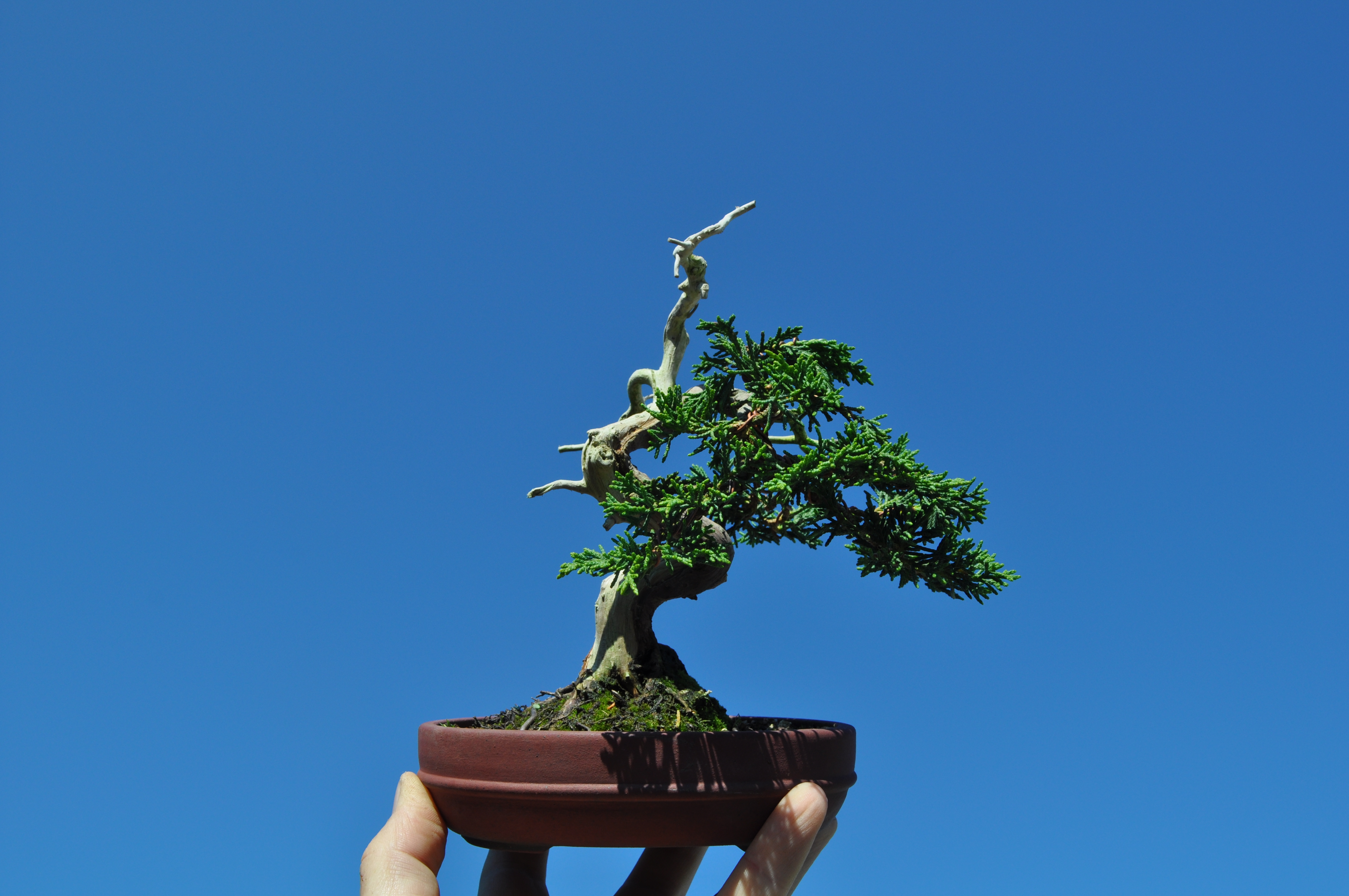 Shohin Juniper Reworking Bonsai Eejit