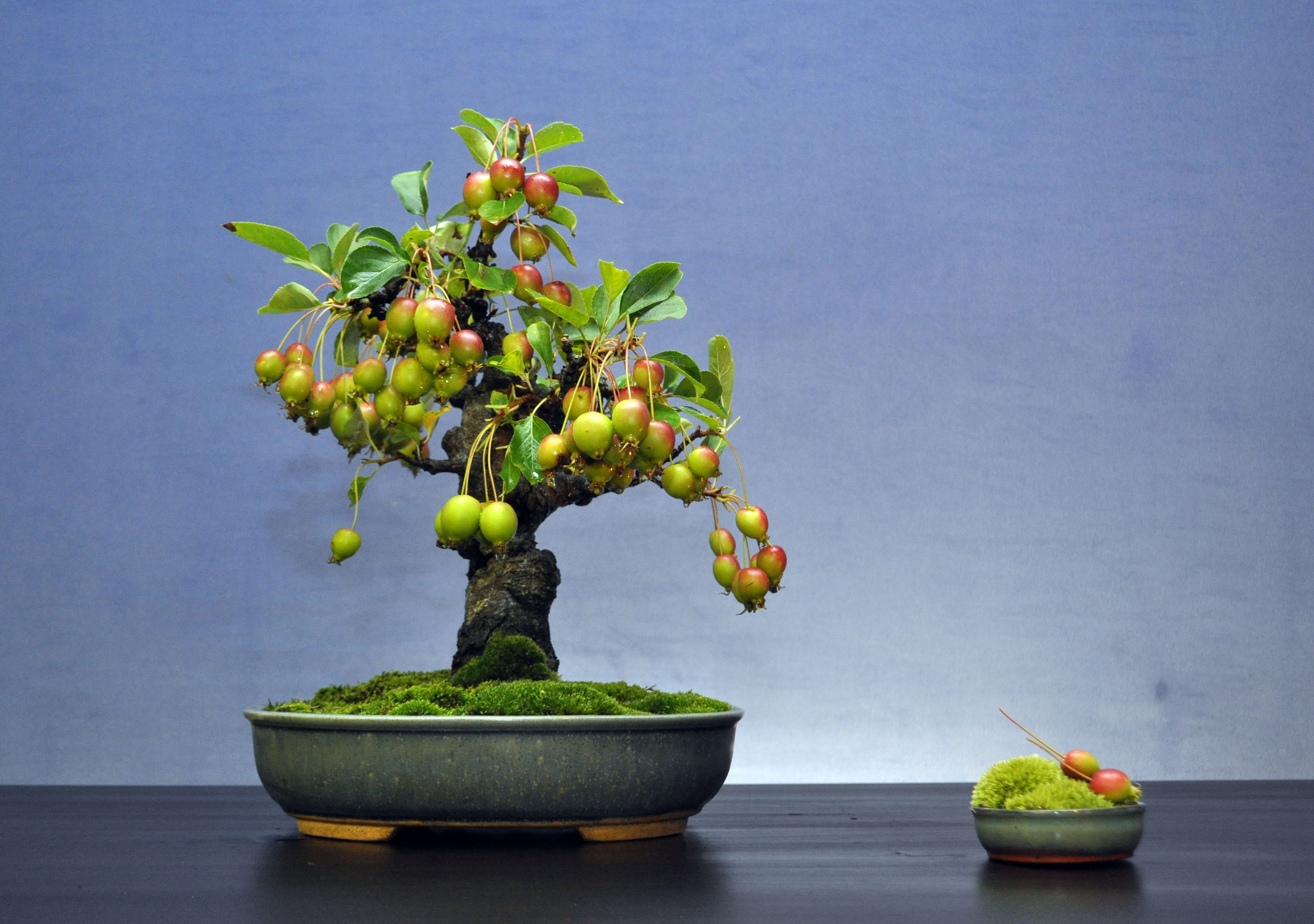 Explore the Beauty of Bonsai Trees at Amazing Bonsai Trees Blog Bonsai