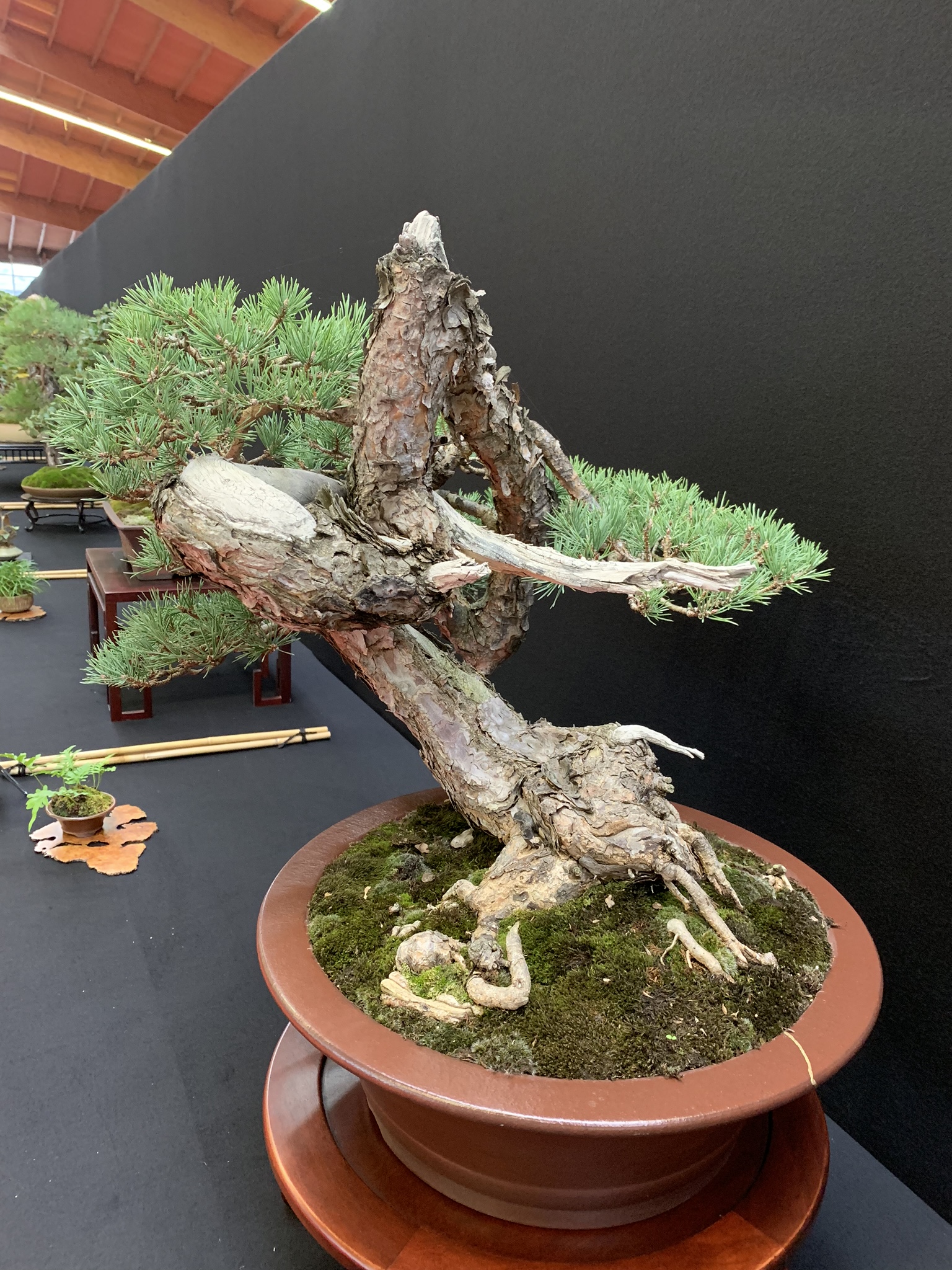 IMG_7153 Bonsai Eejit