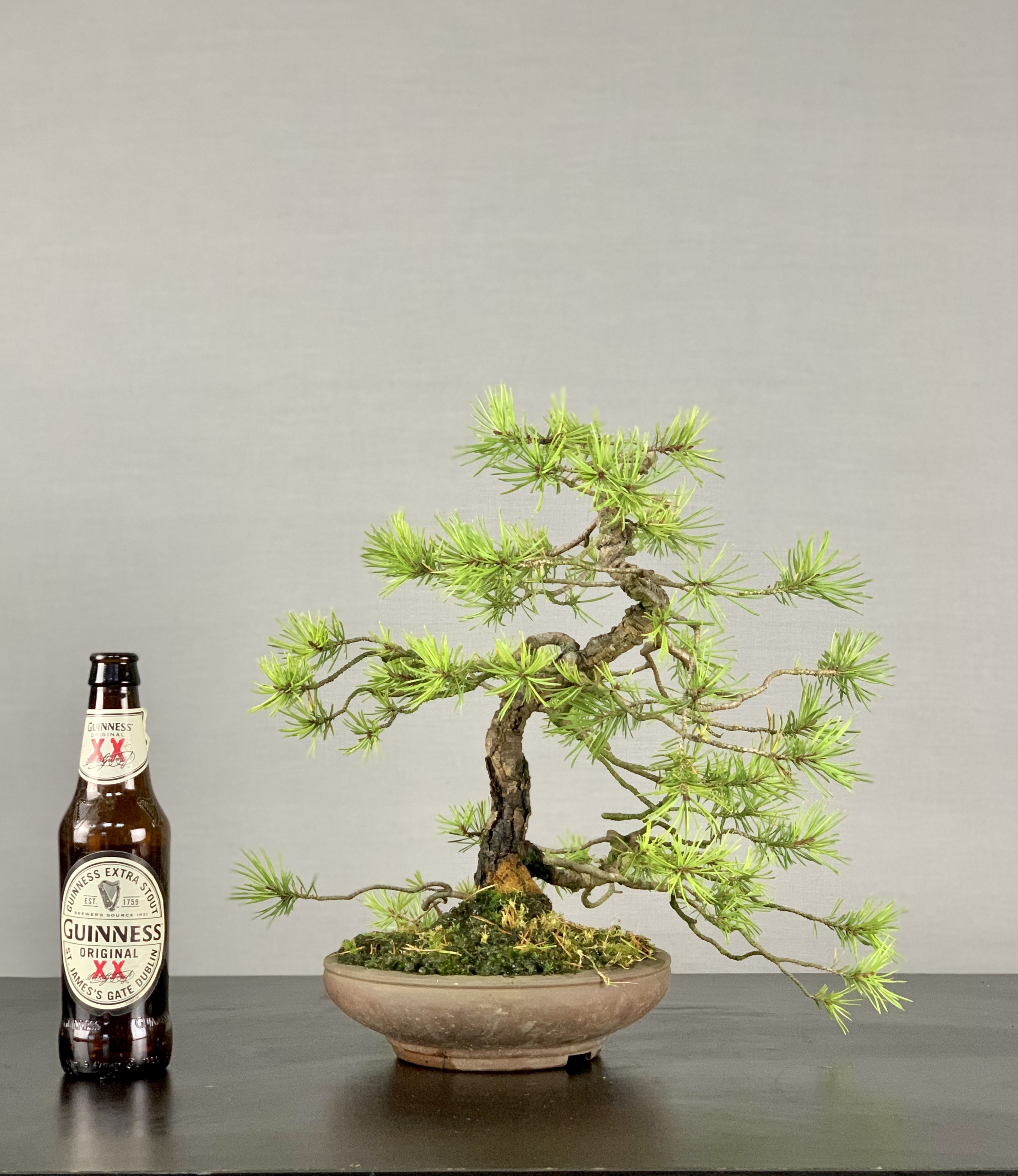 scots pine Bonsai Eejit