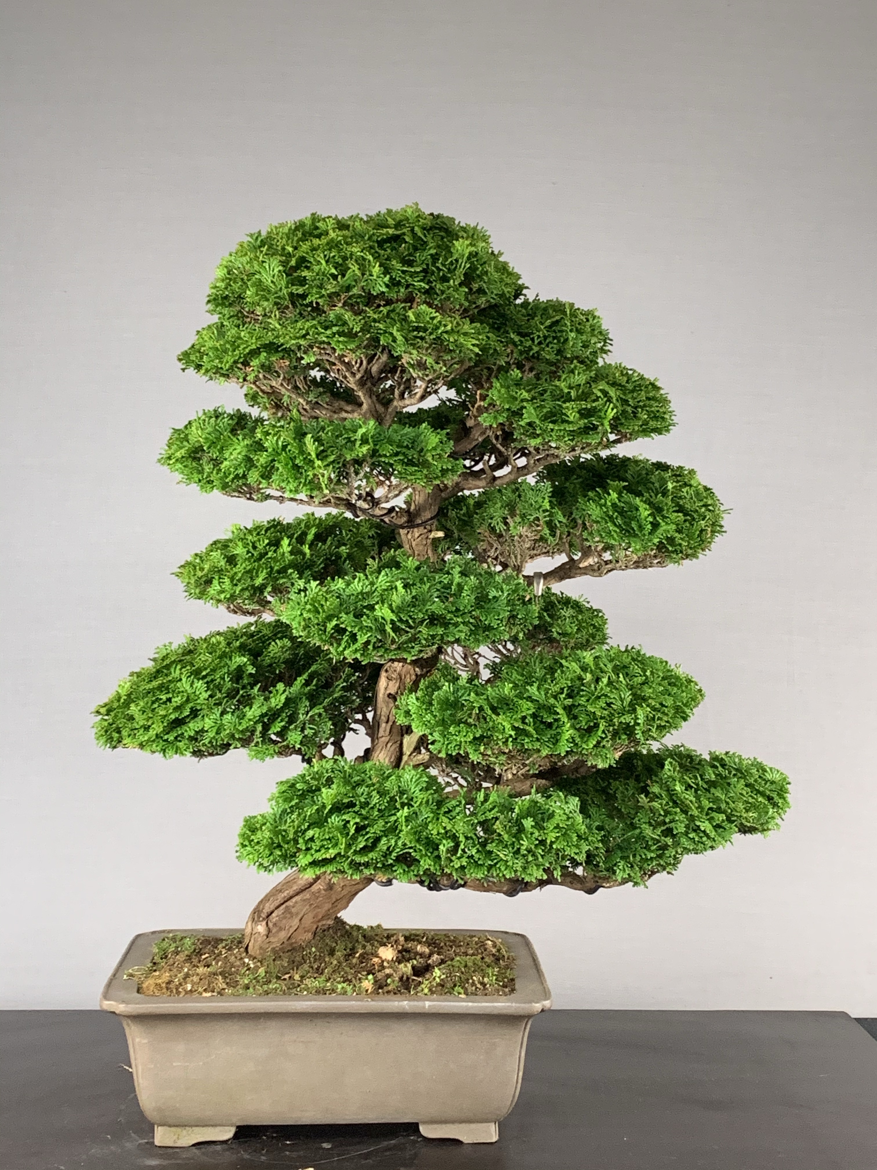 Bonsai Eejit
