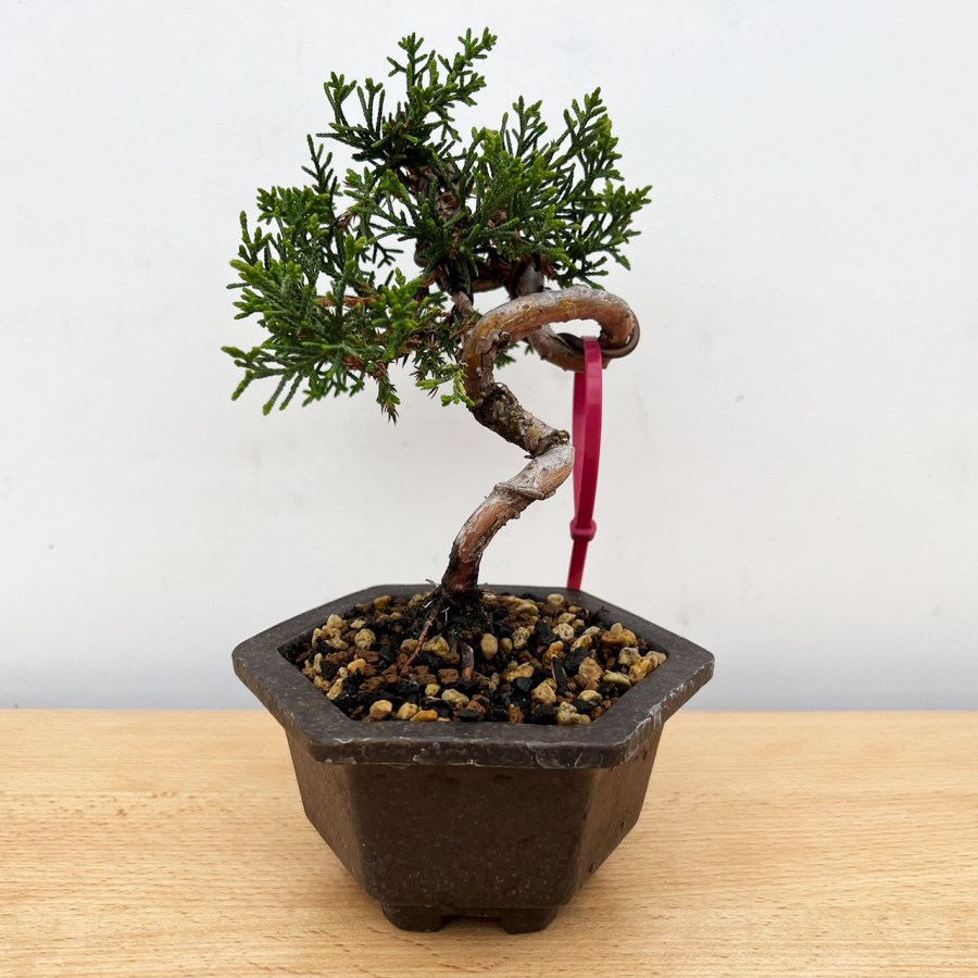 How Big Do Bonsai Trees Get? Understanding the Size Factors