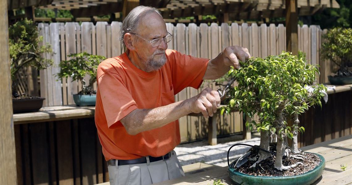 How much care does a bonsai tree require?