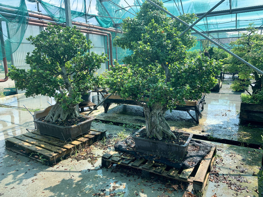 Ficus en bonsai le guide complet