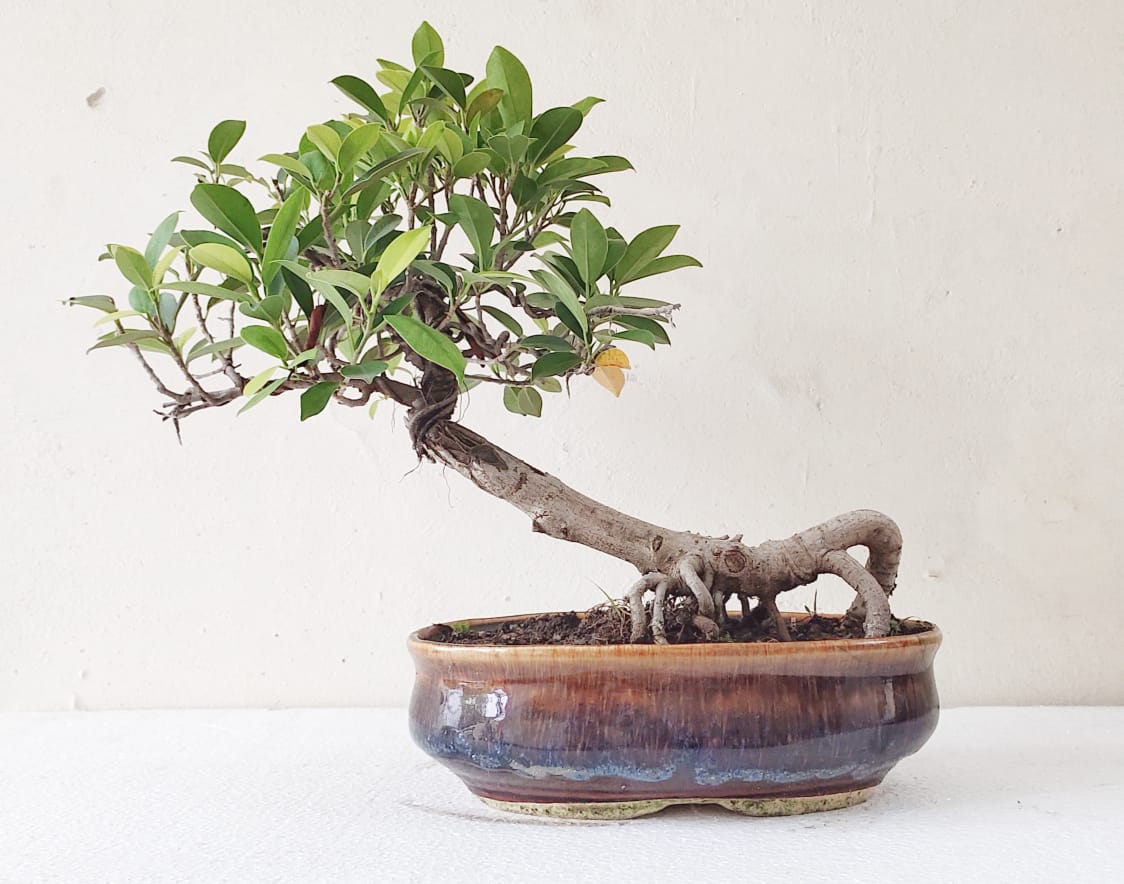 Ficus Bonsai Ficus Panda Bonsai Chinese Banyan Bonsai Buy Bonsai