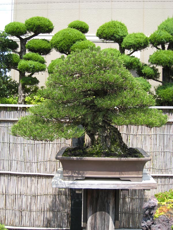 Kimura Bonsai in Japan