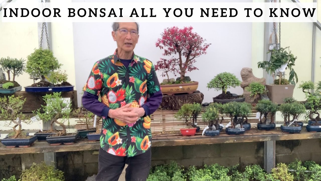 Best Bonsai Tree For Good Luck 1 Bonsai Expert [2023 Update
