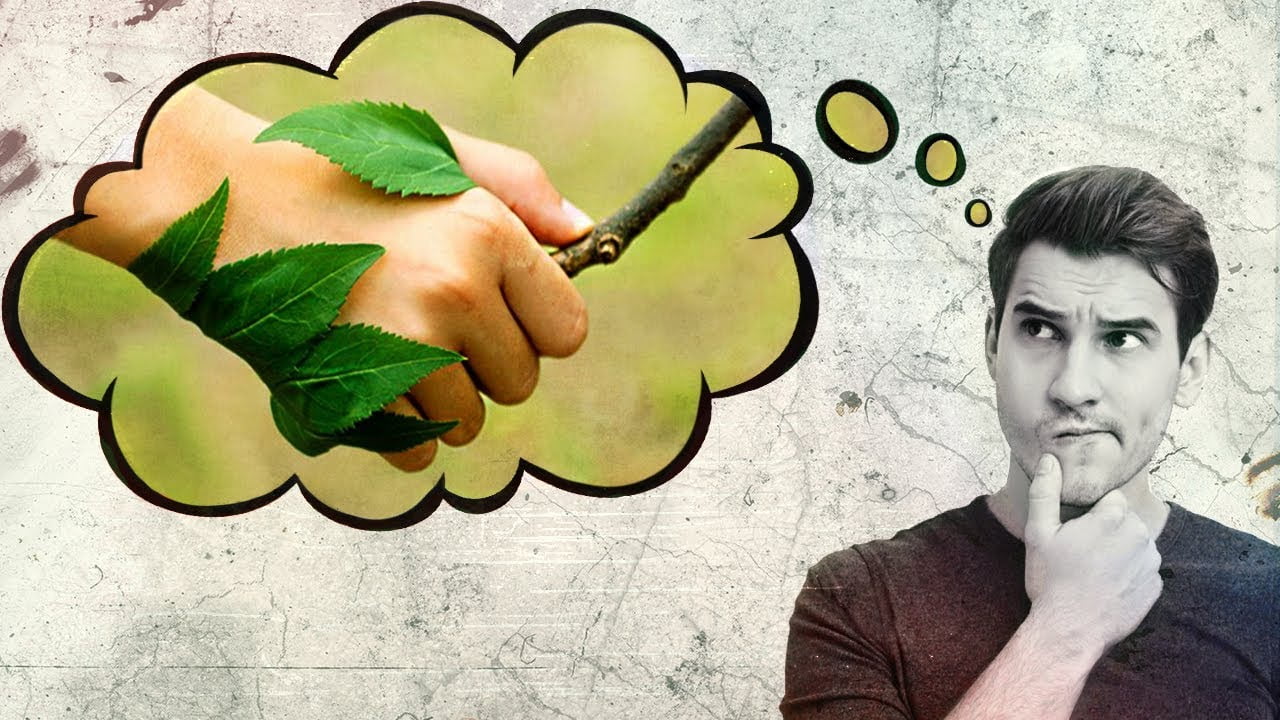 How To Start A Bonsai Japanese Maple Start Bonsai Expert Advice Here