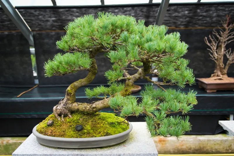 Powder Puff Bonsai Care A Comprehensive Guide