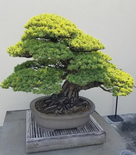 Which Is The Best Bonsai Tree For Beginners Bonsai Mary