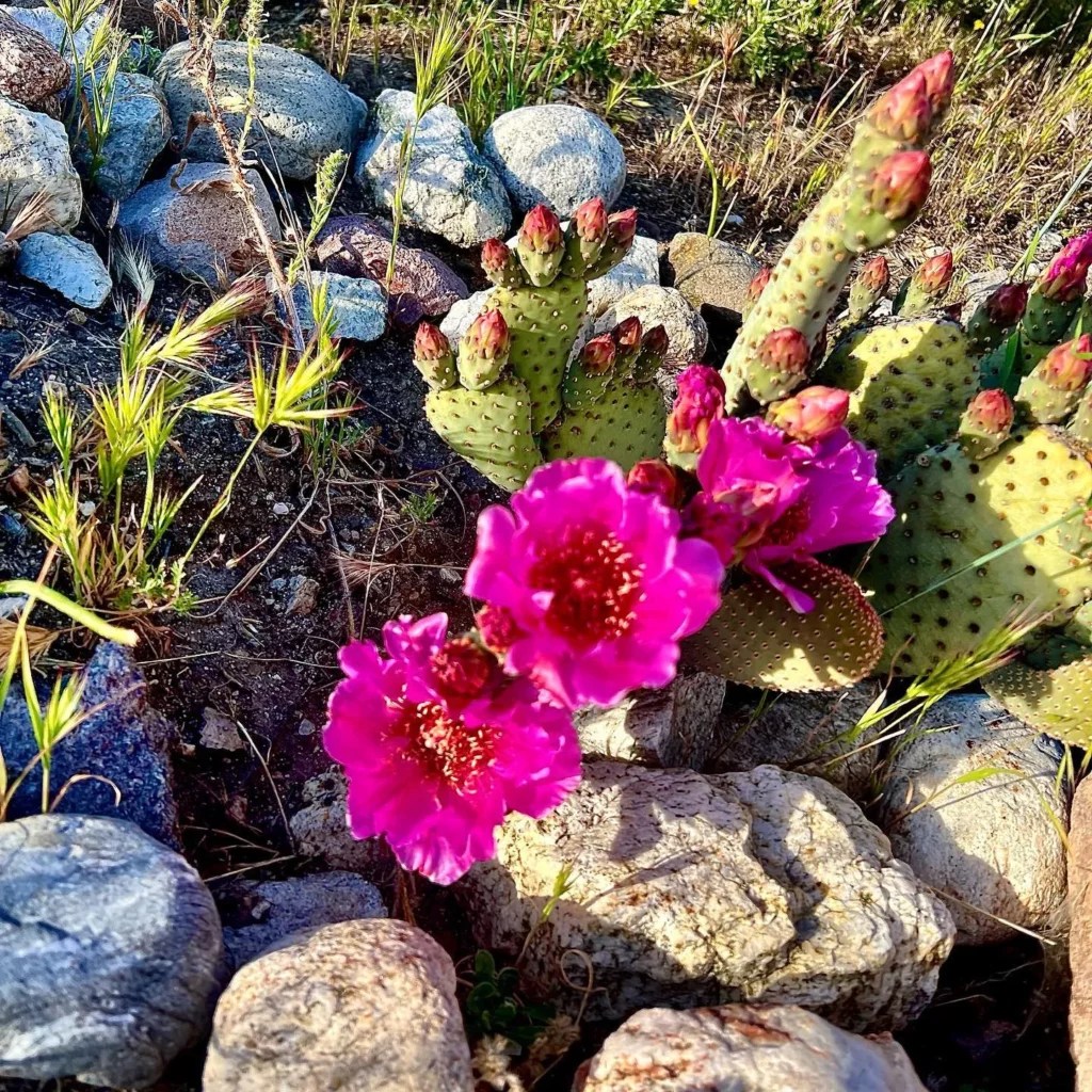 Beavertail Cactus Soft Care for Tough Plants