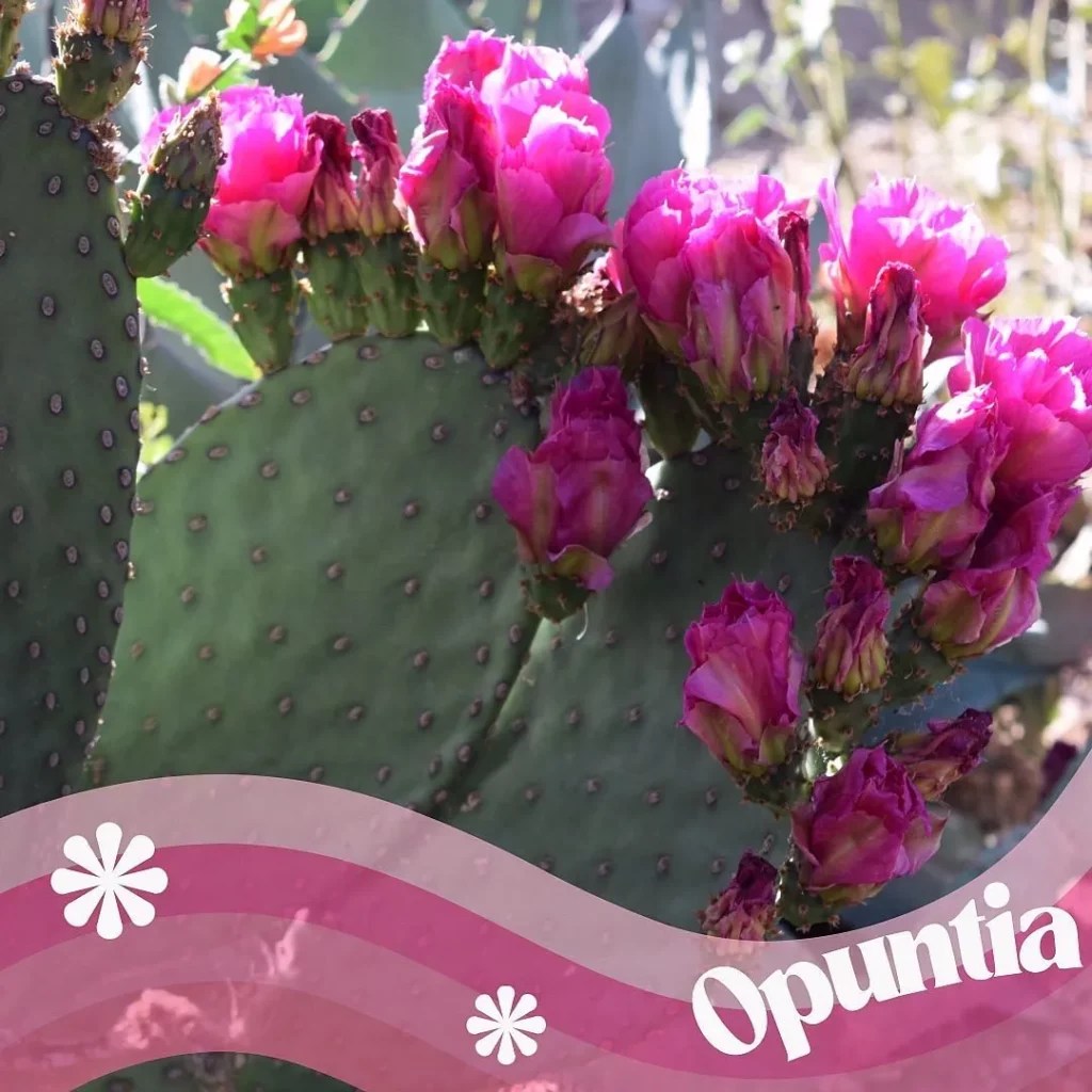 Beavertail Cactus Soft Care for Tough Plants