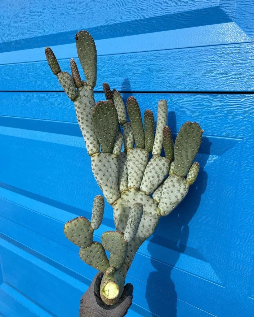 Beavertail Cactus Soft Care for Tough Plants