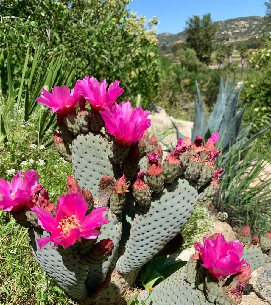 Beavertail Cactus Soft Care for Tough Plants