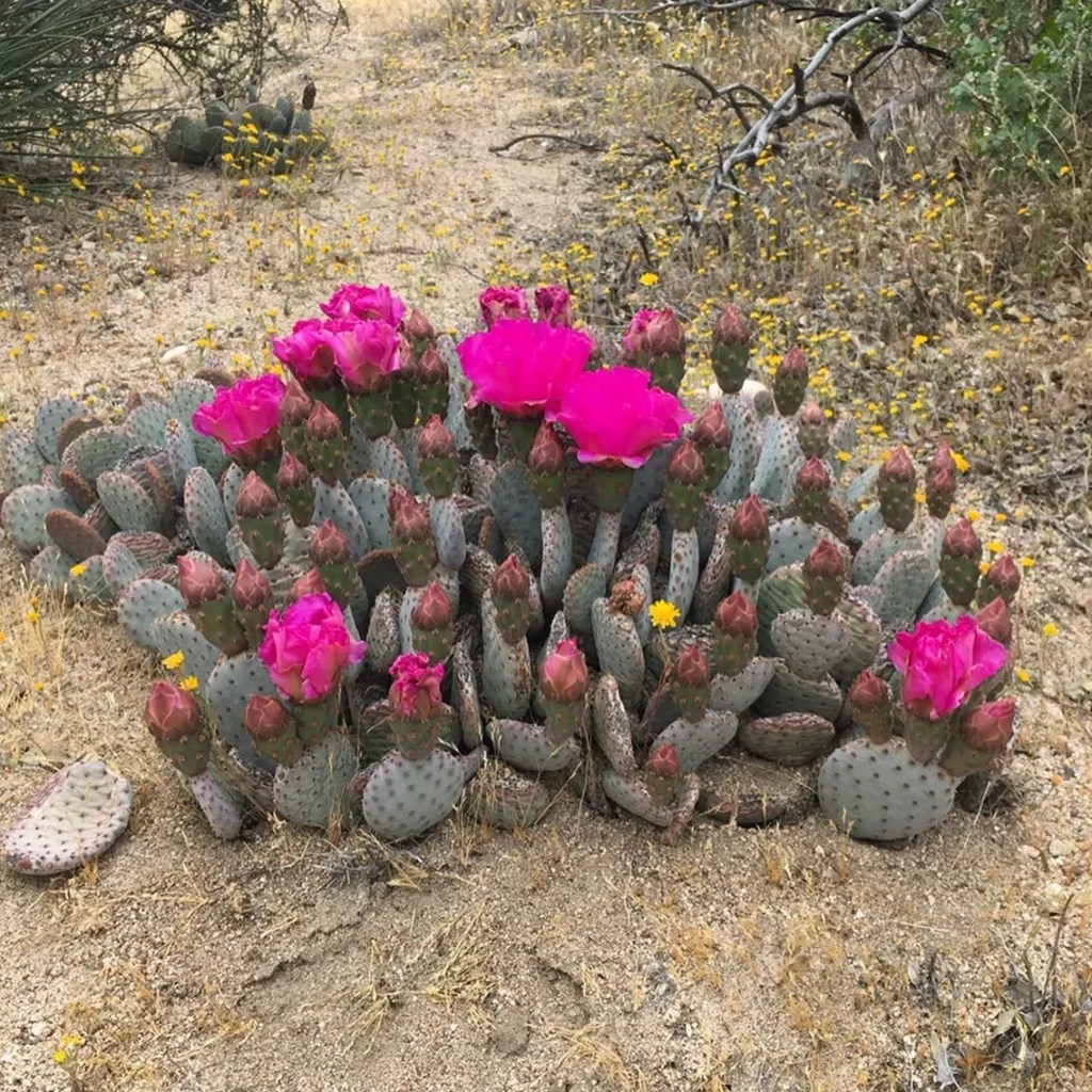Beavertail Cactus Soft Care for Tough Plants