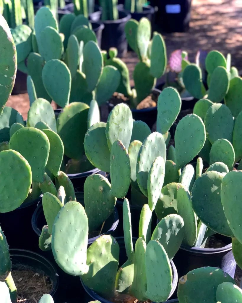 Beavertail Cactus Soft Care for Tough Plants