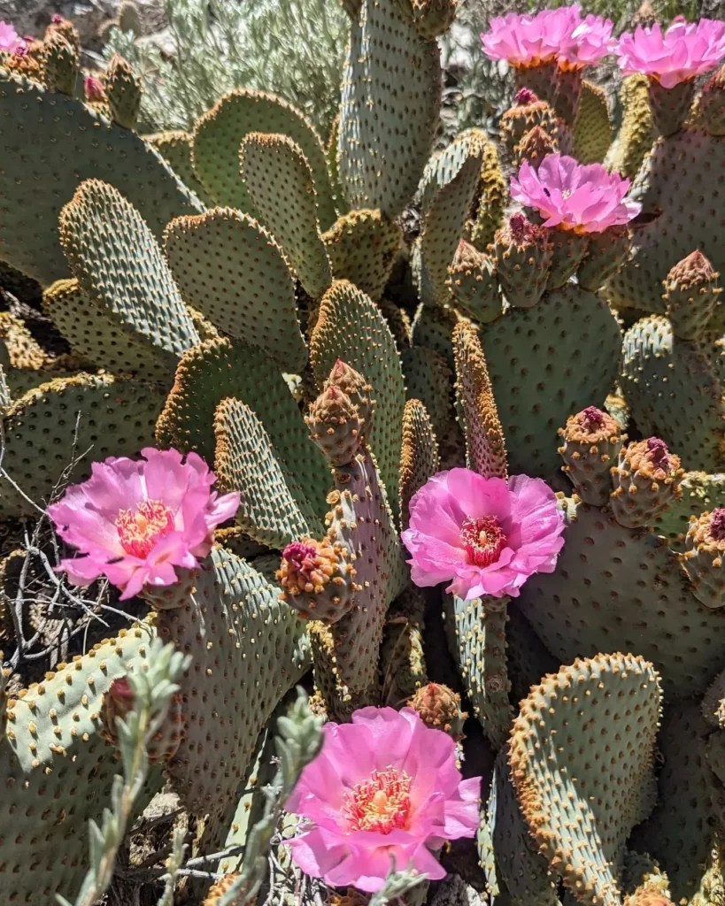 Beavertail Cactus Soft Care for Tough Plants