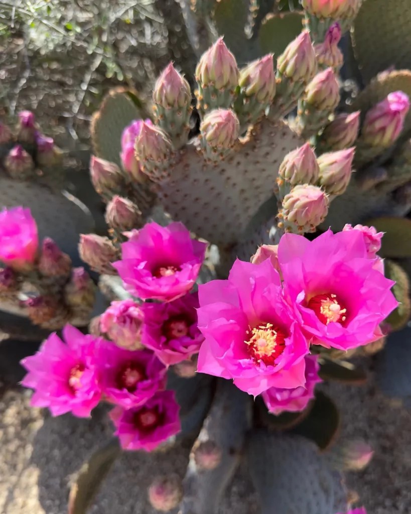 Beavertail Cactus Soft Care for Tough Plants