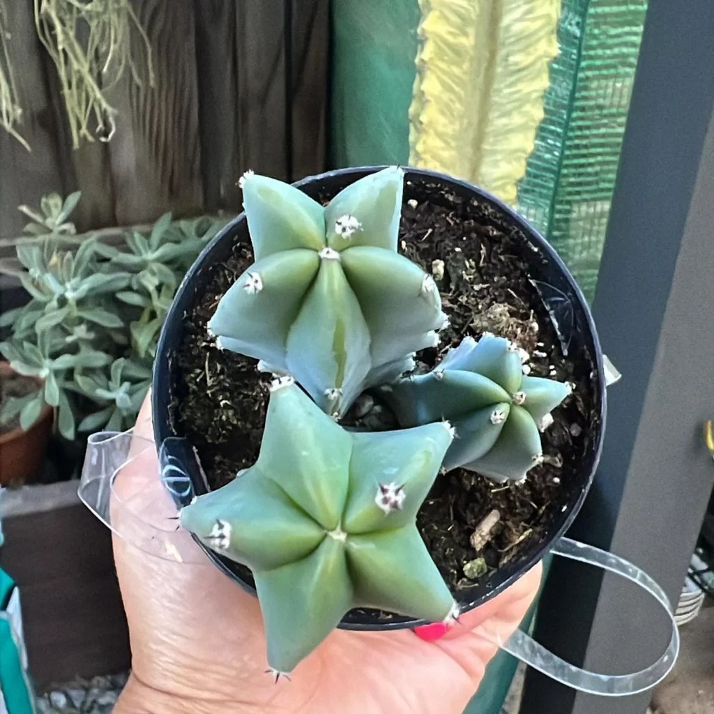 How to Grow Blue Candle Cactus at Home