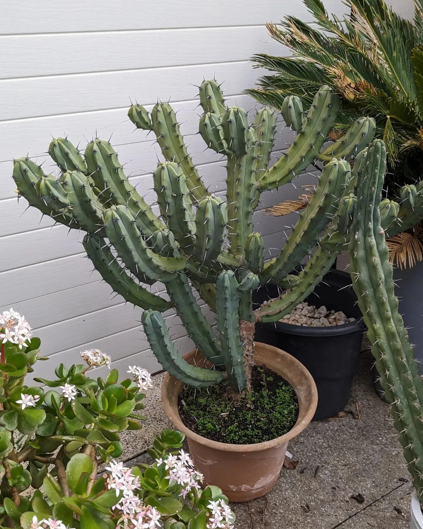 Candelabra Cactus Towering Care Techniques