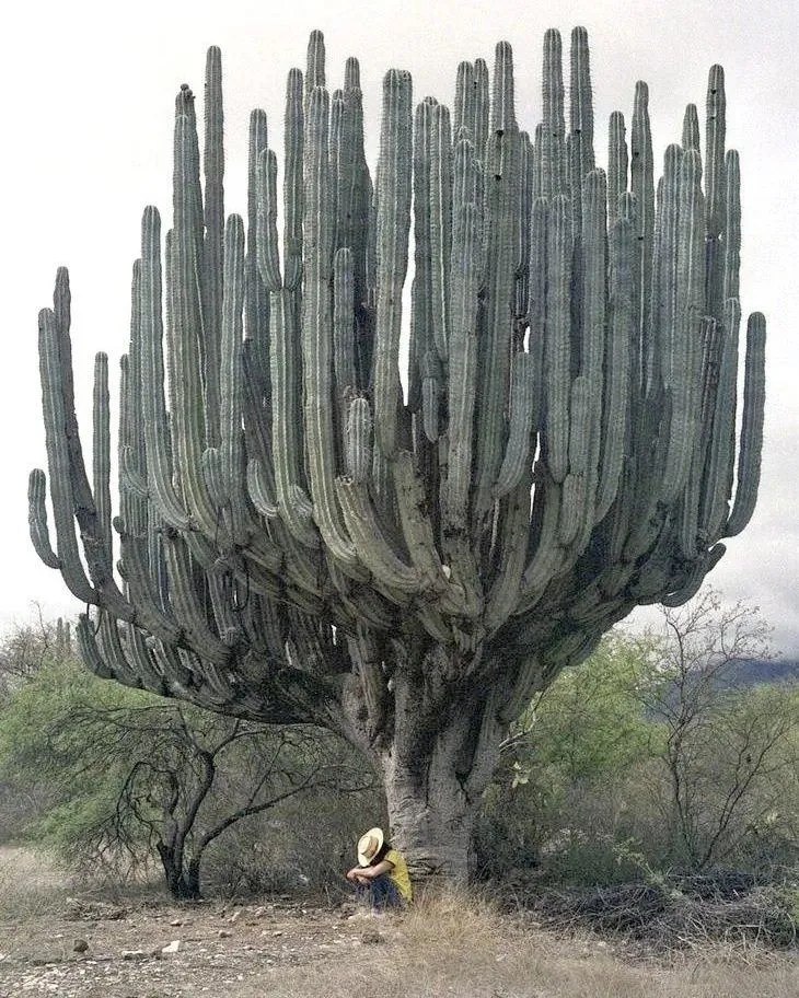 Candelabra Cactus Towering Care Techniques