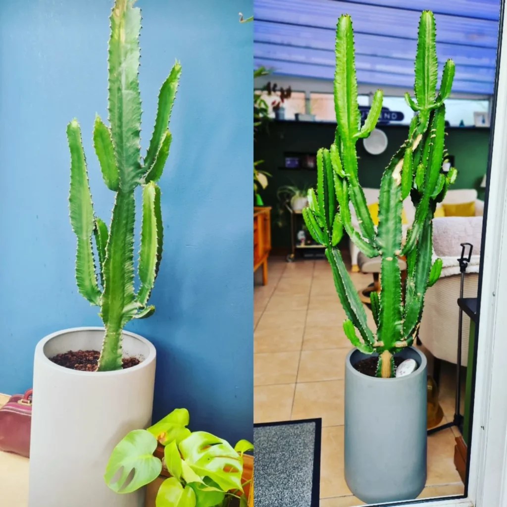 Candelabra Cactus Towering Care Techniques