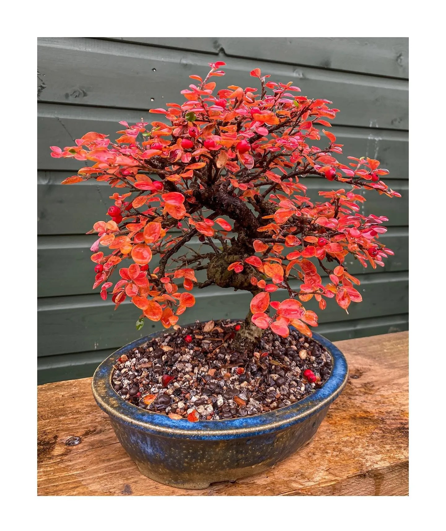 Bringing Your Neglected Bonsai Tree Back to Life