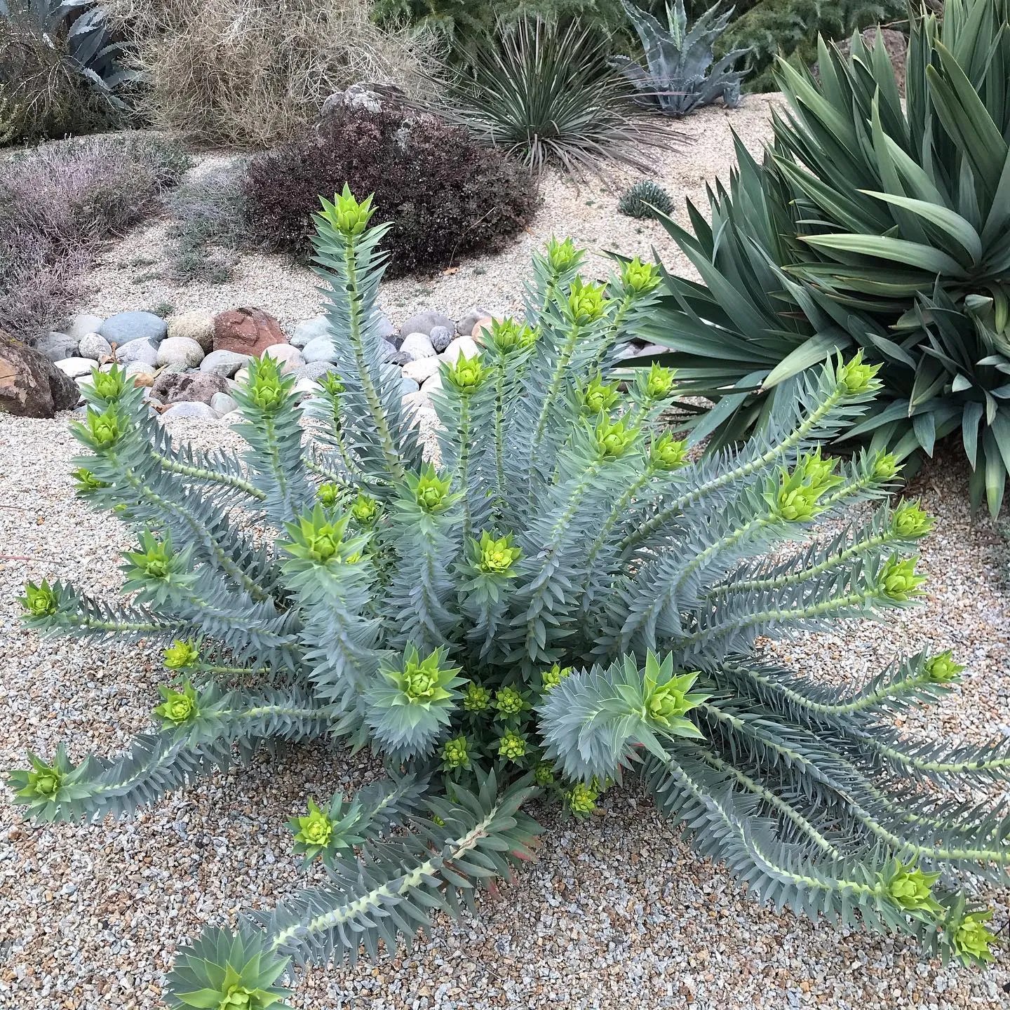 Gopher Plant Ultimate Care for Vibrant Growth