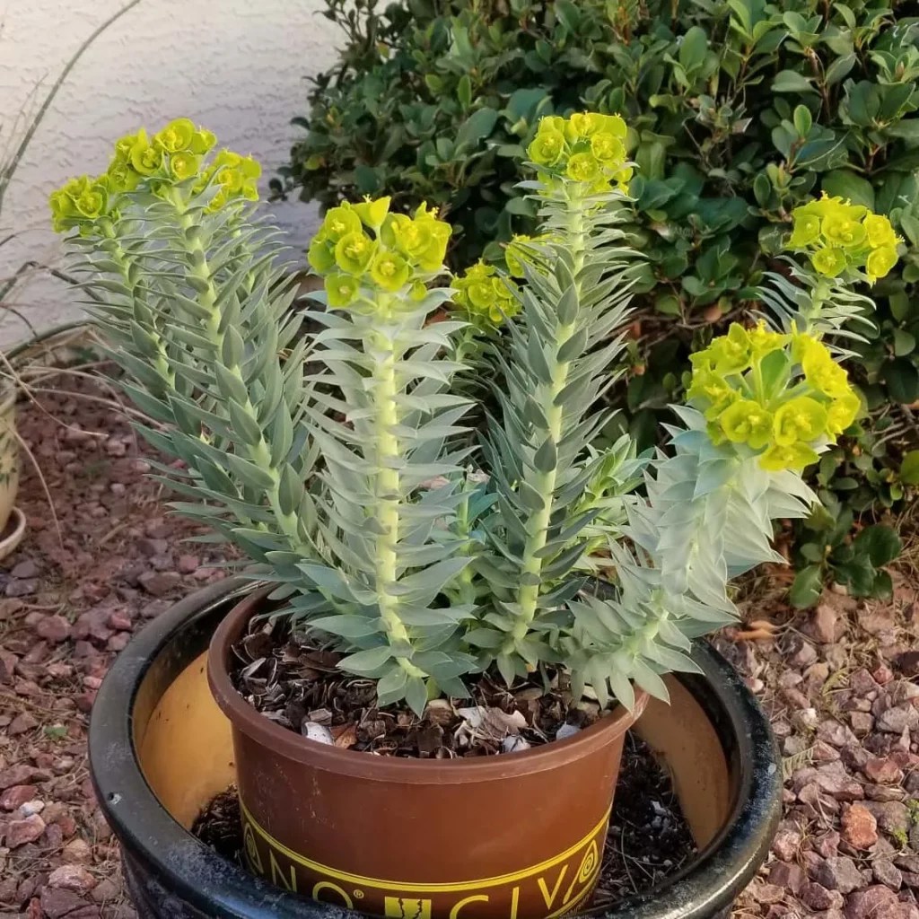 Gopher Plant Ultimate Care for Vibrant Growth