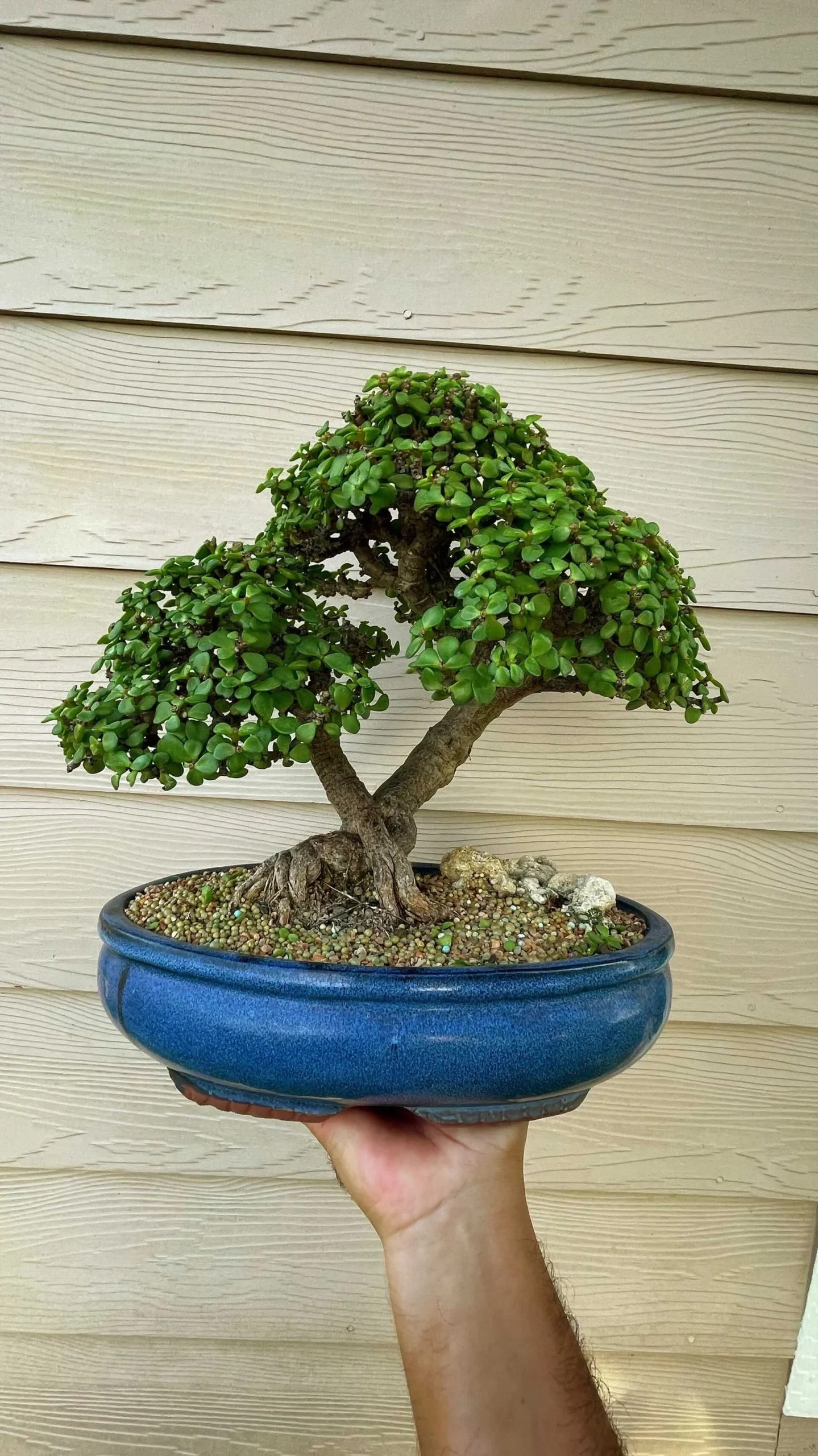 Are Jade Bonsai Suitable for Beginners?