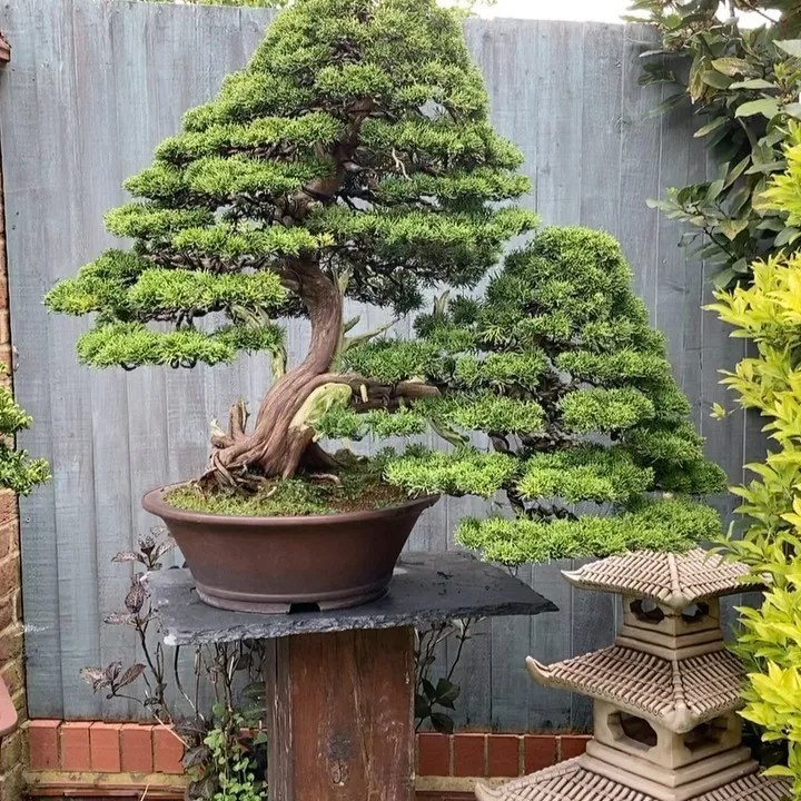 Guide To Juniper Bonsai Care Mastering The Art