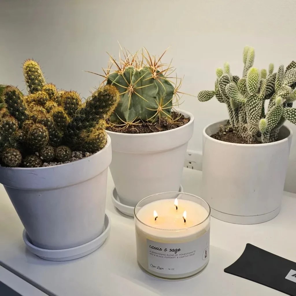 Growing Ladyfinger Cactus Care Guide for Houseplant Lovers