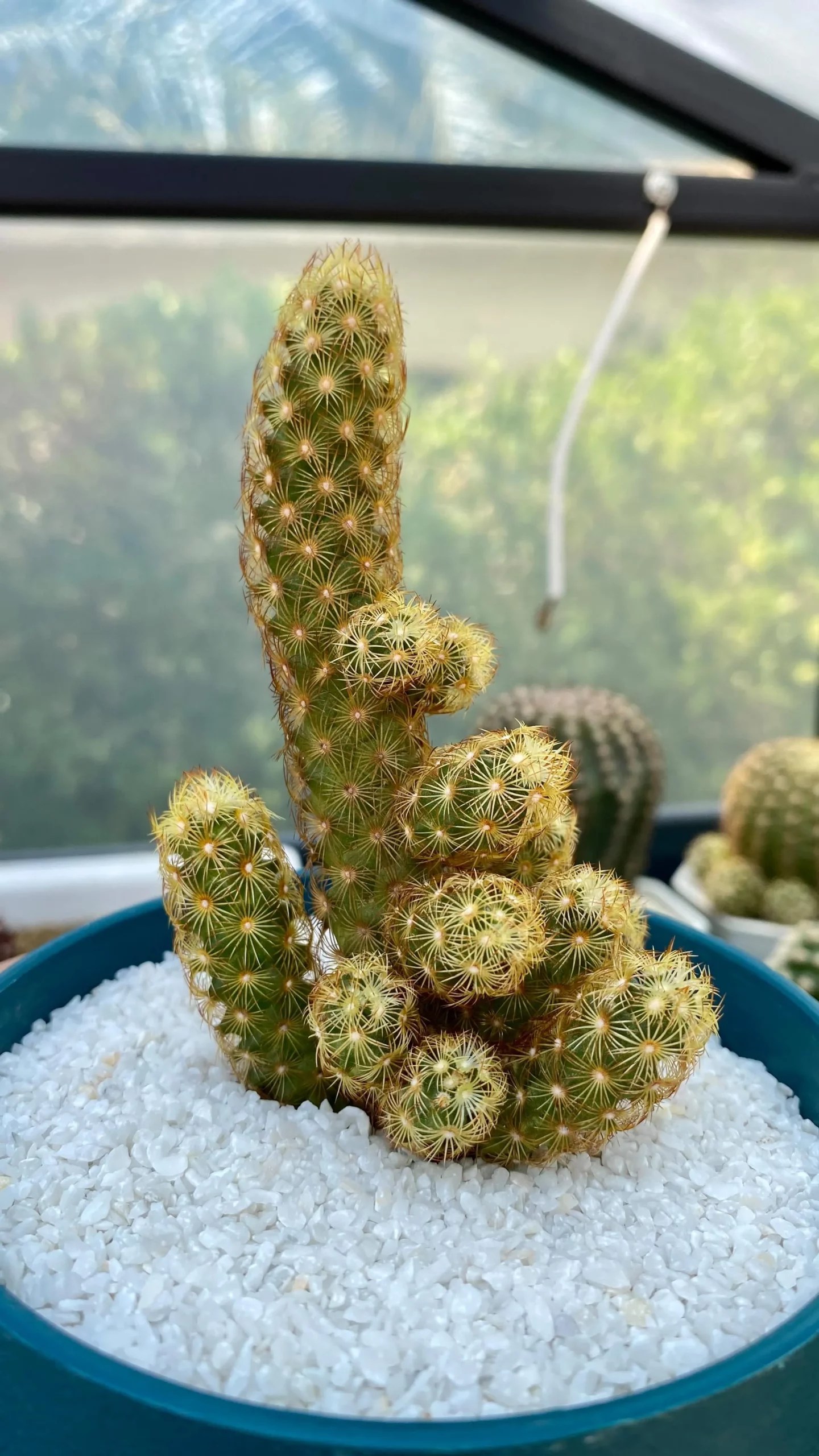 Growing Ladyfinger Cactus Care Guide for Houseplant Lovers