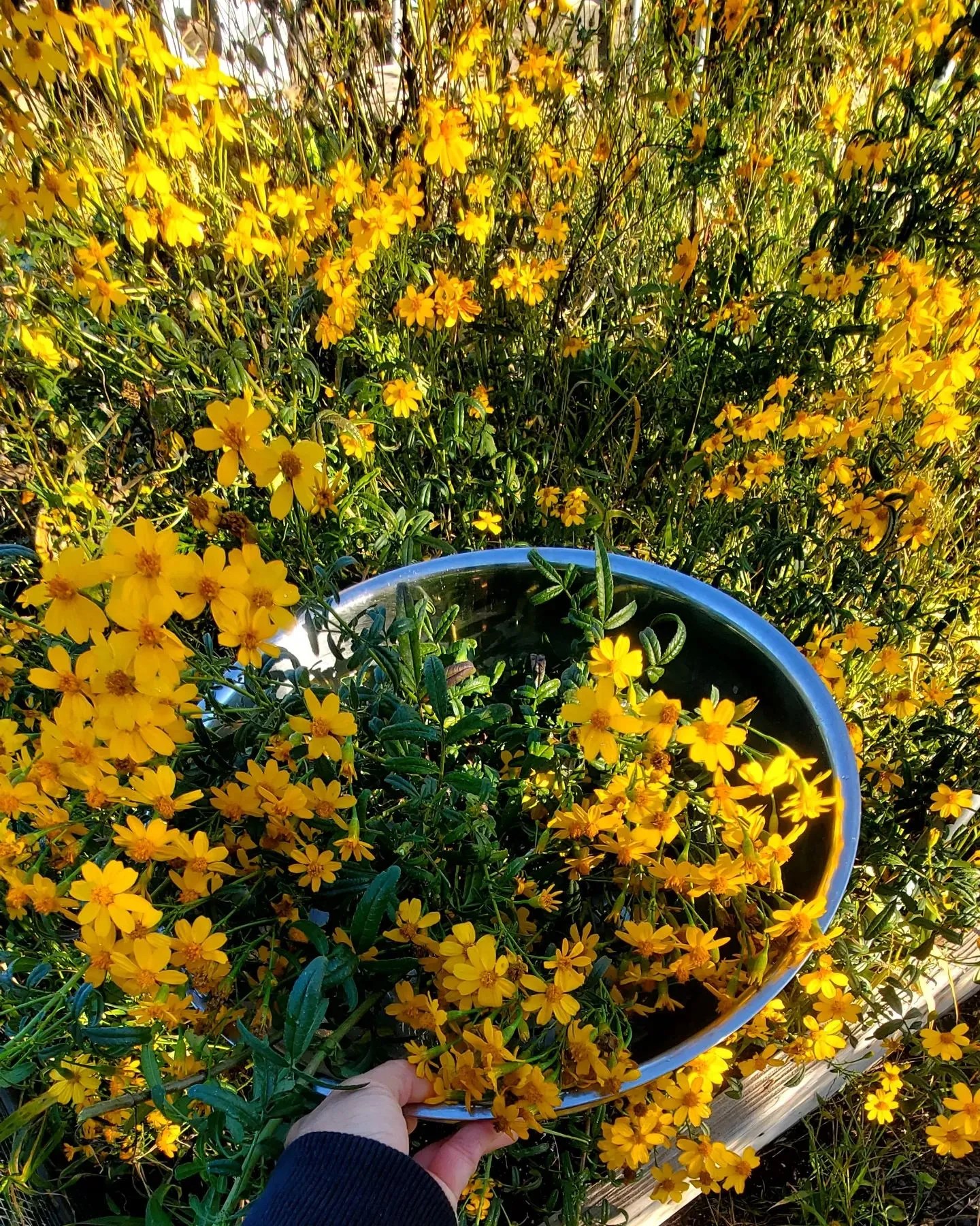 Mount Lemmon Marigold Flourishing Care Guide
