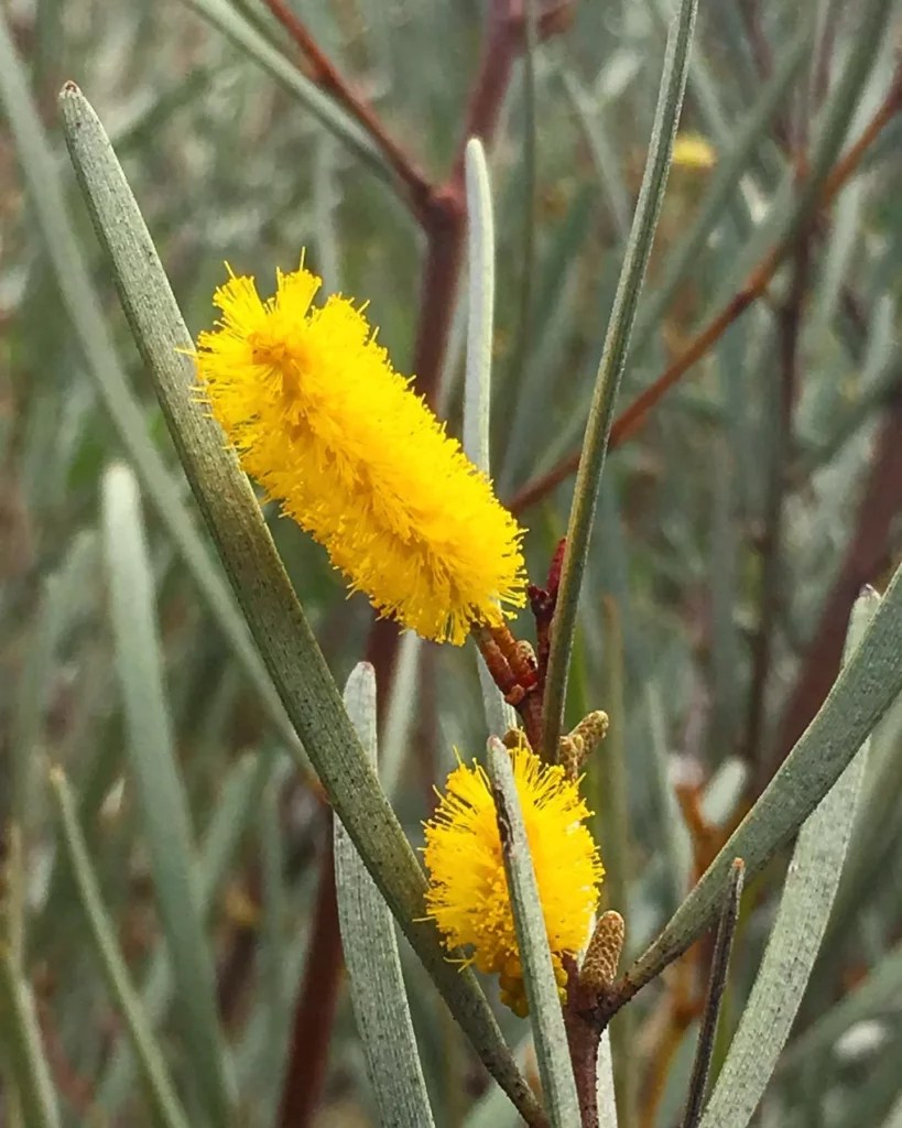 Mulga Pro Tips for Perfect Care