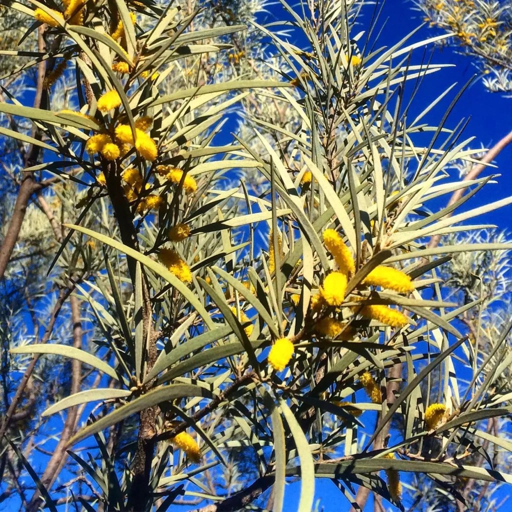 Mulga Pro Tips for Perfect Care