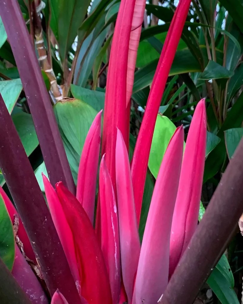 Philodendron Rojo Congo Care Guide Tips For Stunning Plant