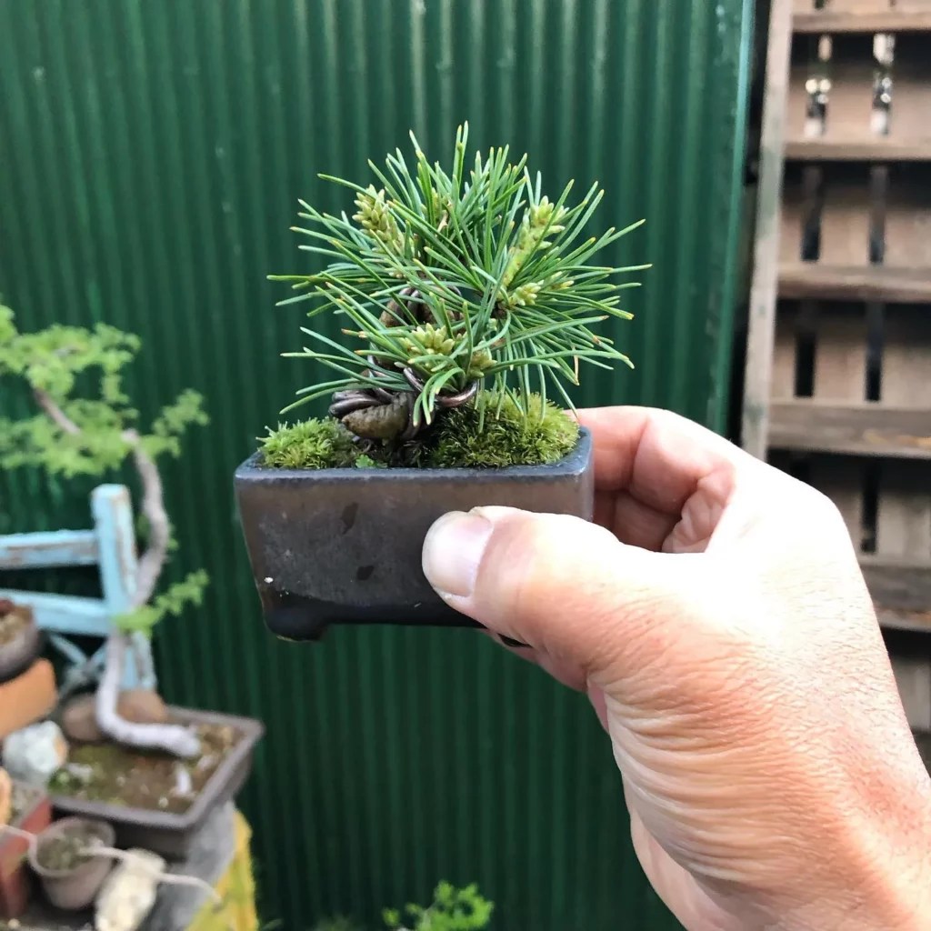 Pine Bonsai (Pinus spp.) Growing Success Secrets